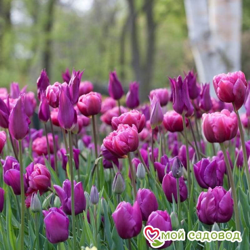 Тюльпан махровые Перпл Пион