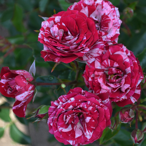 Роза Арау Фолиес