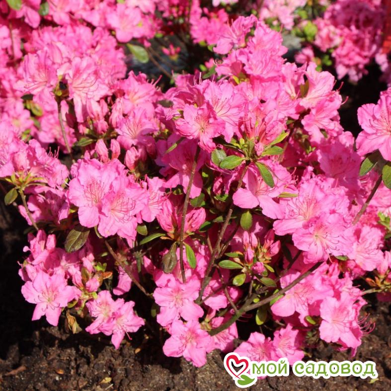 Азалия/Рододендрон японская "Кирстин"