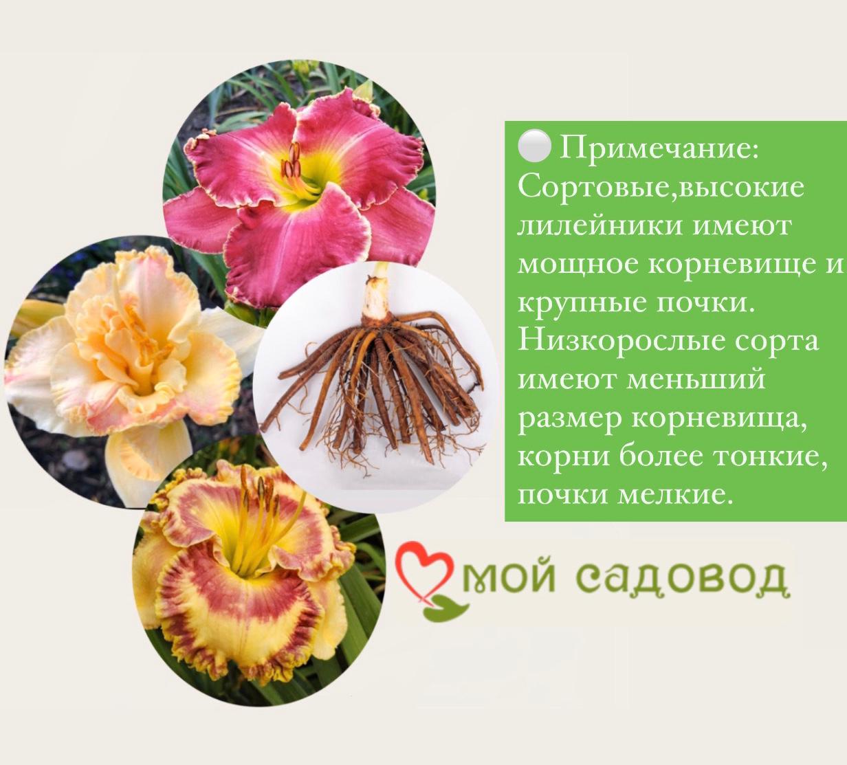 ЛИЛЕЙНИК ЭЛЬ ДЕСПЕРАДО