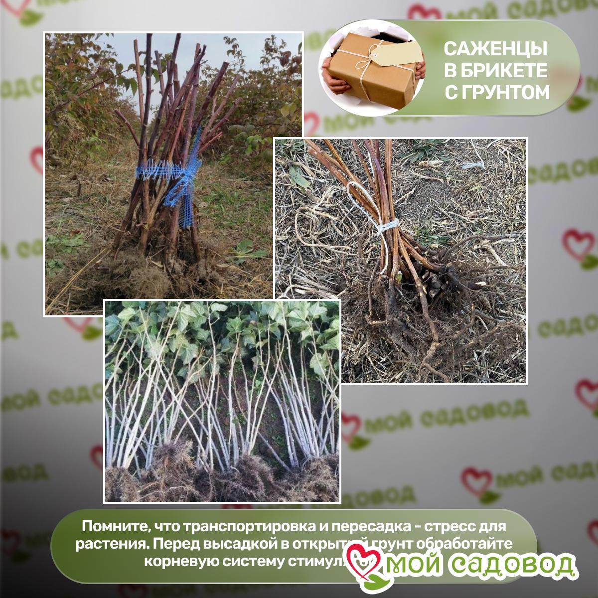 Малина Жозефина